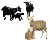 Goat-Sheep