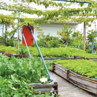 Rooftop Gardening