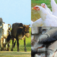 Veterinary & Animal Science