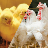 Poultry GP & Parent Farm