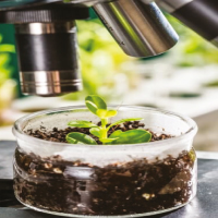 Genetics & Plant Breeding