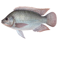 Tilapia
