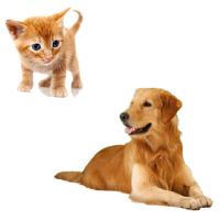 Cat & Dog