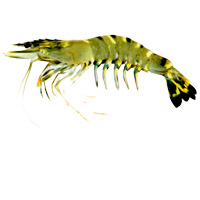 Tiger Shrimp