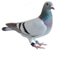 Pigeon Farm