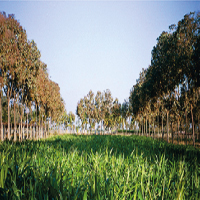 Agroforestry& Envi.Science