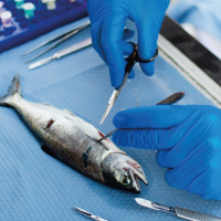 Disease & Diagnostic