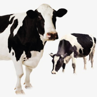 Dairy & Cattle