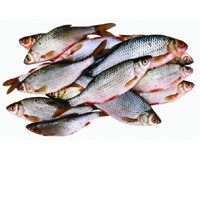 Local Fish