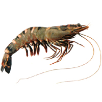 Tiger  Shrimp