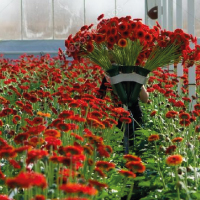 Commercial Flower Garden