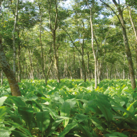 Agroforestry
