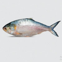 Hilsha Fish