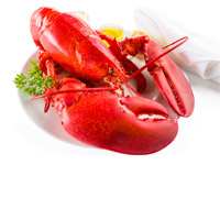 Lobster