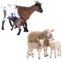 Goat & Sheep 