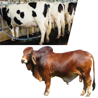 Dairy & Cattle