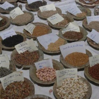 Seed Science & Tech.