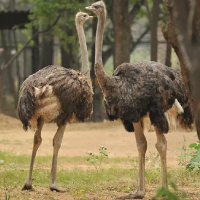 Ostrich