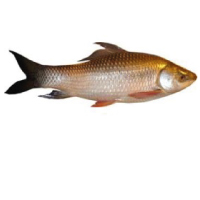 Carp Fish