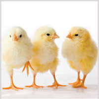 Poultry Hatchery & GP Farm