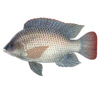 Tilapia