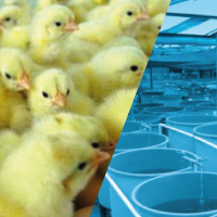 Poultry & Fish Hatchery