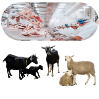 Process & Further Process