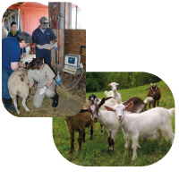 Disease & Diagnostic