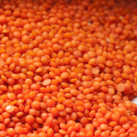 Lentil