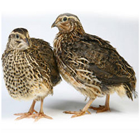 Quail