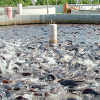 Commercial Fish Farm