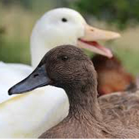 Duck
