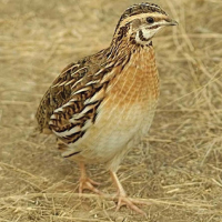 Quail Farm