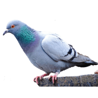 Pigeon