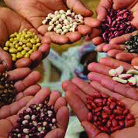 Seed Industry