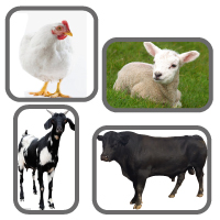 Animal Health & Additive