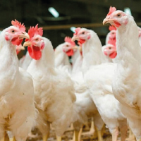 Commercial Poultry Farm