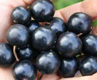 fruits